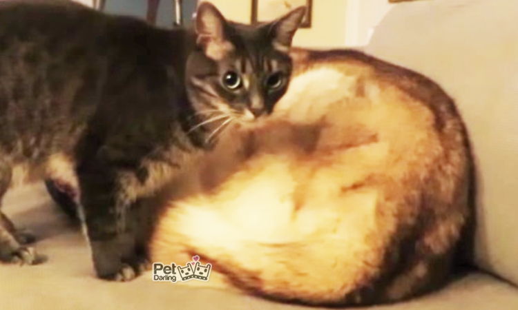 Video gato duerme se acomoda perro husky