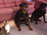 video gato rueda con perros rottweiler
