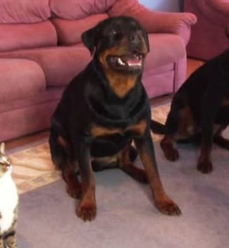 video gato rueda con perros rottweiler