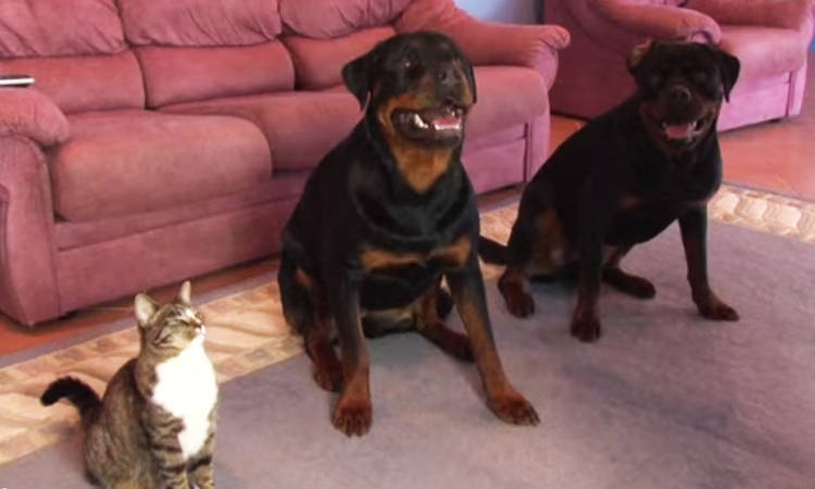 video gato rueda con perros rottweiler
