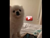 perro pomerania estornudando cachorro video