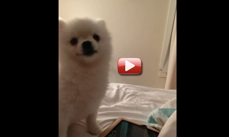 perro pomerania estornudando cachorro video