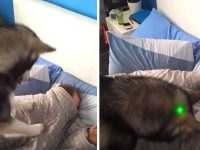 video perro despierta a su dueño