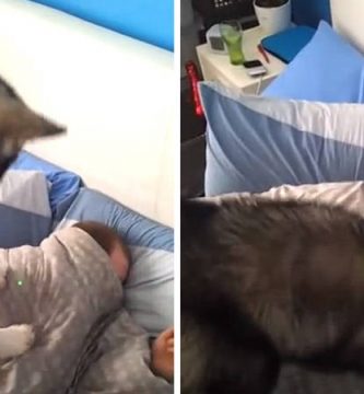 video perro despierta a su dueño