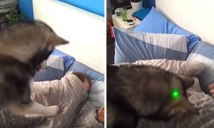 video perro despierta a su dueño