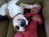 video perro niñera bebé beagle babysitter