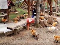 pueblo de zorros video