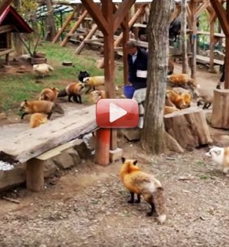 pueblo de zorros video