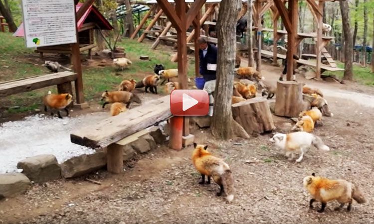 pueblo de zorros video