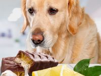 alimentos toxicos para perros
