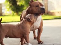 american bully es perro peligroso potencialmente ppp españa