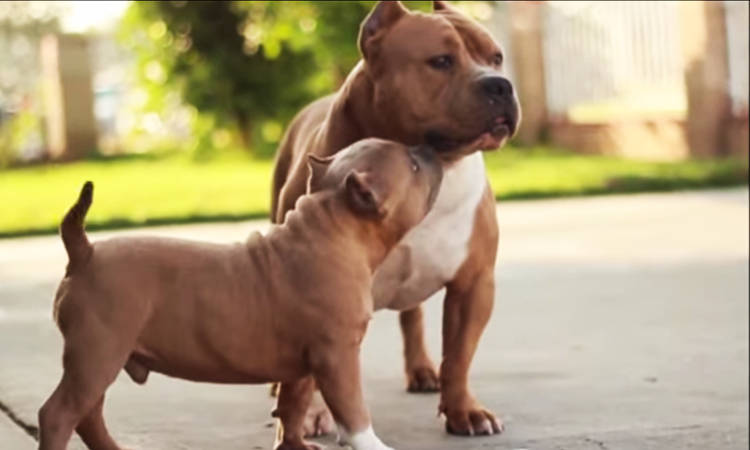 american bully es perro peligroso potencialmente ppp españa