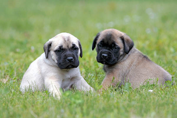 mastín inglés cachorros