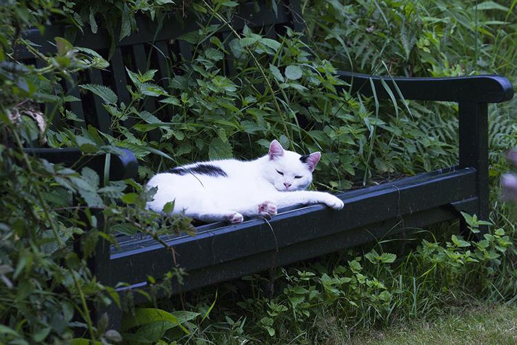 evitar que mi gato se marche y no vuelva
