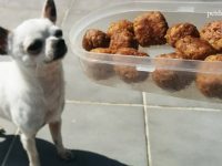 recetas para perros avena zanahoria