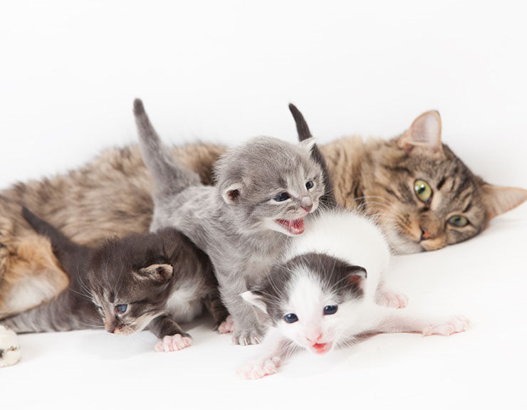 después de parir una gata cuando se puede esterilizar