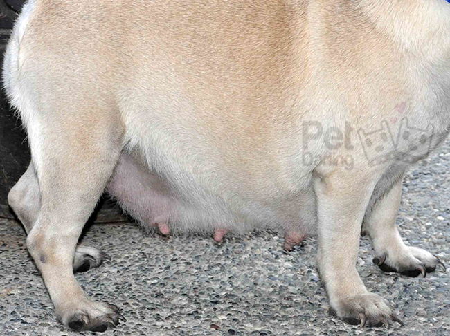 numero tetillas perros