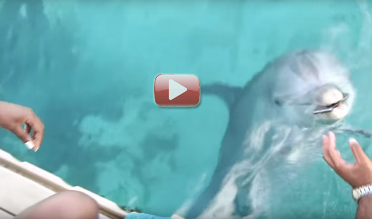 delfin devuelve iphone mar video