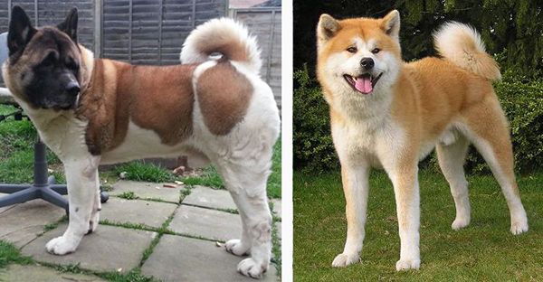 diferencia entre akita americano y japones
