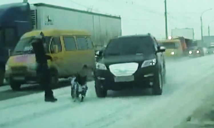 doberman muy afortunado