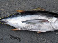 el atun es bueno para los perros