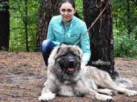 el perro mas fuerte del mundo raza