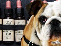 flores de bach para perros