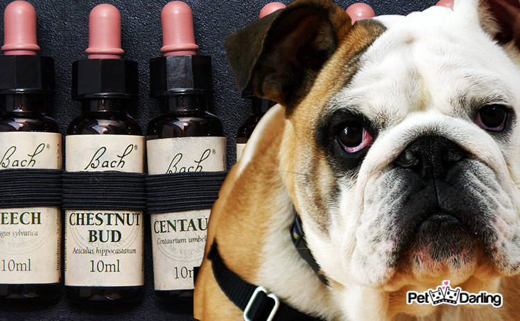 flores de bach para perros