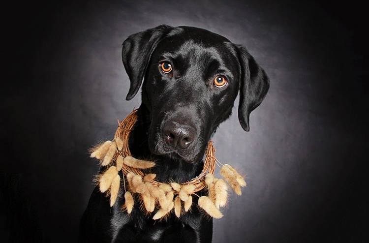 perros negros fotos artisticas profesionales fotografias