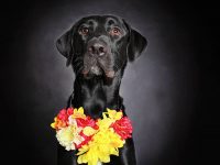 fotografias perros negros encontrar hogar