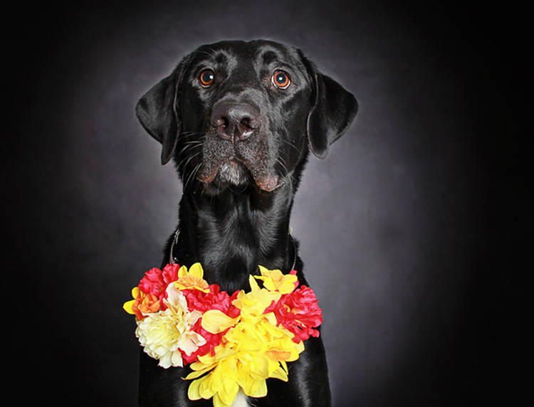 fotografias perros negros encontrar hogar