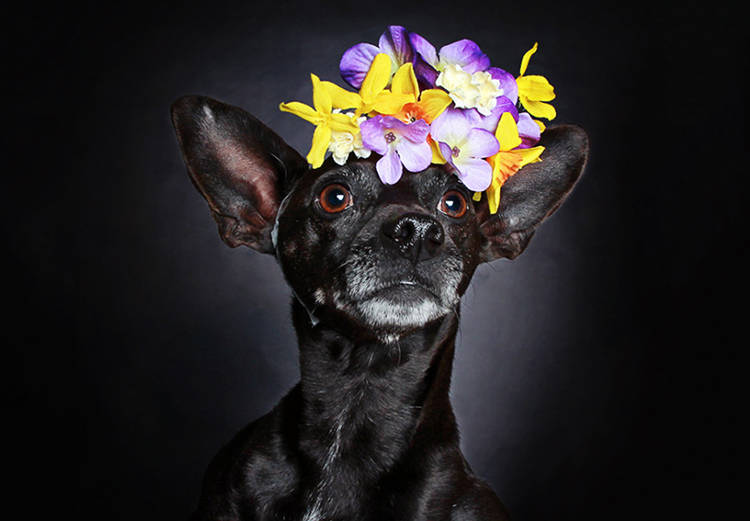 fotografias perros negros utah humane society
