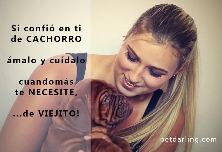 frases sobre perros