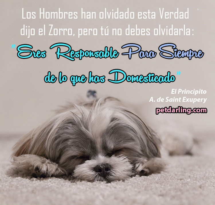 frases sobre perros