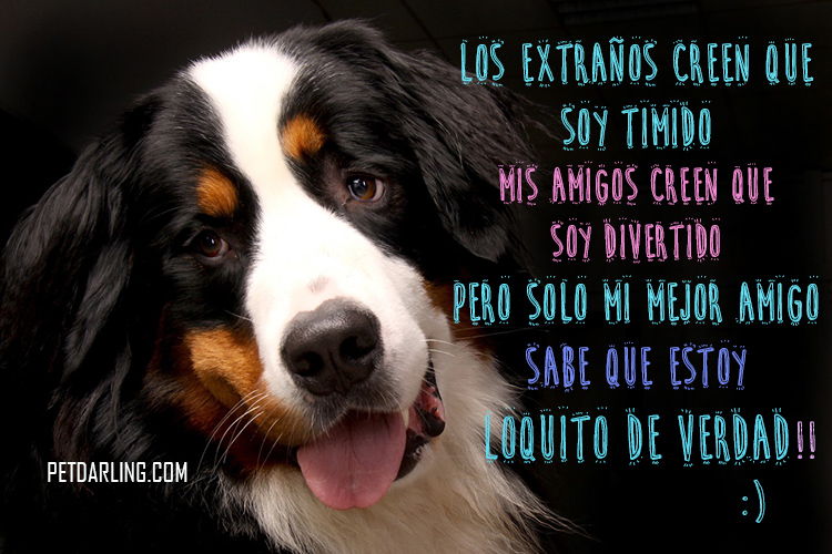 frases amistad perros