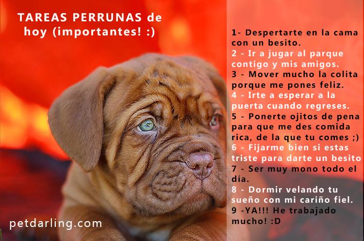 frases sobre perros