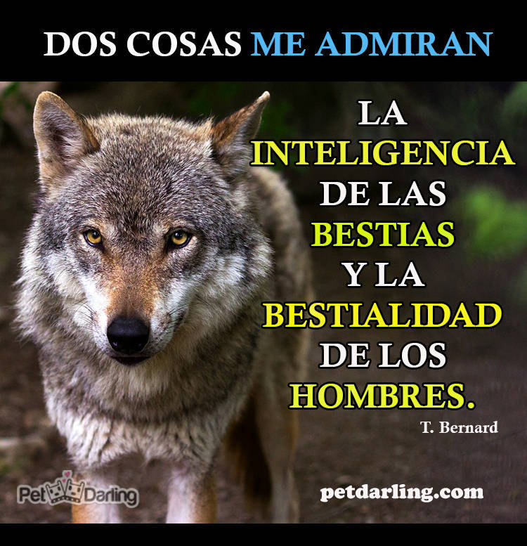 frases de perros con imagenes