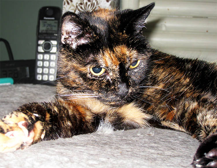 gato mas viejo del mundo tiffany guiness 2015 27 años