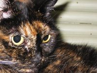 tiffany la gata mas vieja del mundo 2015 record guiness