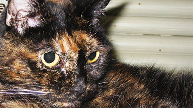 tiffany la gata mas vieja del mundo 2015 record guiness