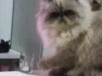 gatito siamés un poco malvado