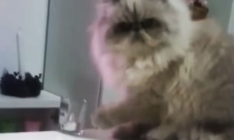 gatito siamés un poco malvado