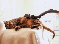 gato aspiradora spa video caricias