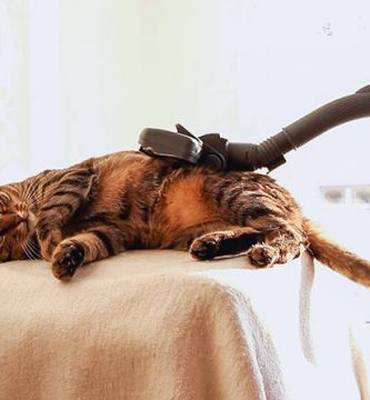 gato aspiradora spa video caricias