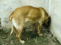 mi perro apoya cabeza en pared