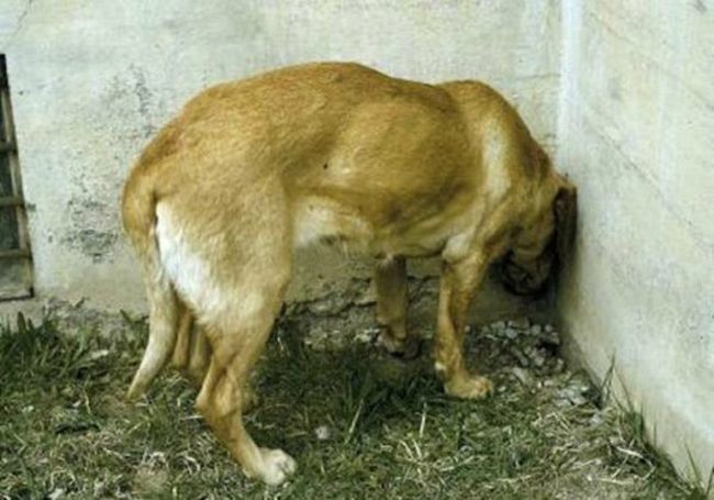 mi perro apoya cabeza en pared