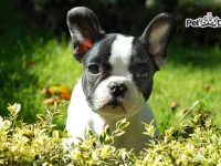 homeopatia para perros productos homeopaticos