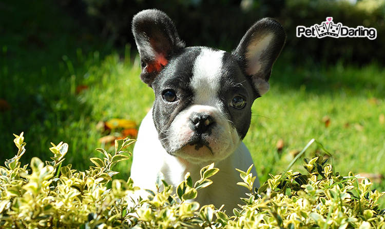 homeopatia para perros productos homeopaticos