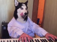 husky sabe tocar el piano