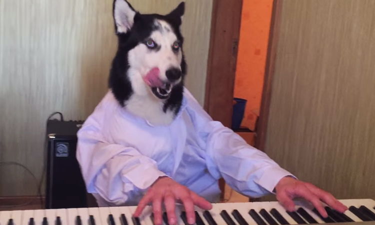husky sabe tocar el piano